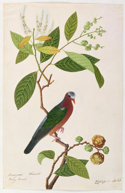 Brangan Chestnut, Pooney Tanah, from Drawings of Birds from Malacca, c.1805-18 by Chinese School